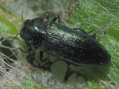 Meliboeus parvulus