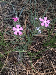 Phlox woodhousei