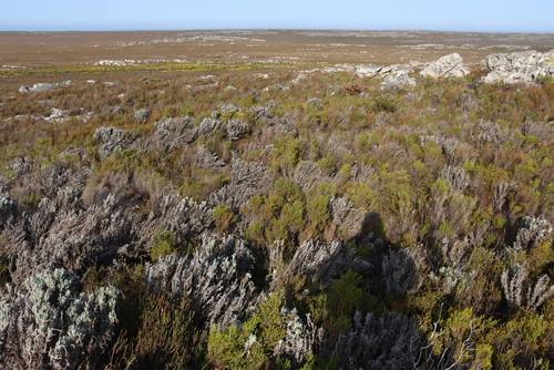 Image of Coppice Heath (Erica articularis) by (c) Tony Rebelo, some rights reserved (CC BY-SA)
