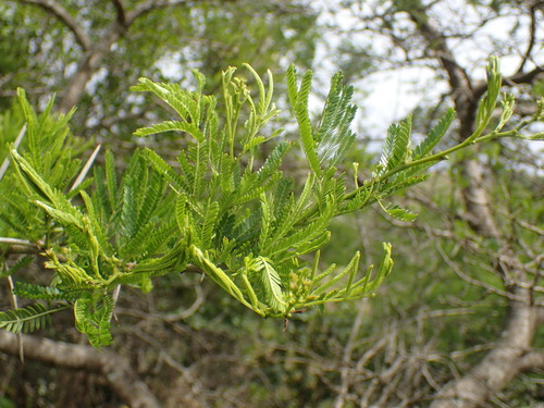 Vachellia natalitia, photograph 3