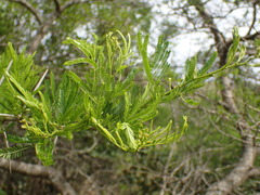 Vachellia natalitia, photograph (c) Mahomed Desai, some rights reserved (CC BY)