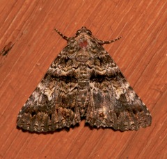 Metria amella