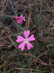 Phlox woodhousei