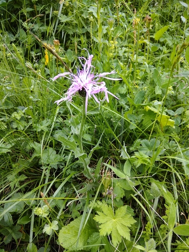 Centaurea cheiranthifolia
