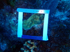 Porites astreoides