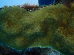 Porites astreoides