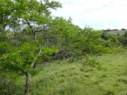 Vachellia natalitia, photograph 4