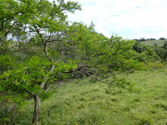 Vachellia natalitia, photograph (c) Mahomed Desai, some rights reserved (CC BY)