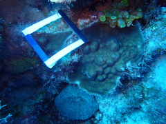 Porites astreoides