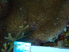 Porites astreoides