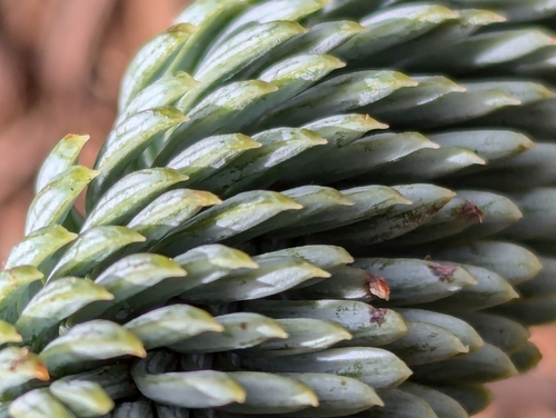 Image of Abies procera by (c) David Anderson, some rights reserved (CC BY)