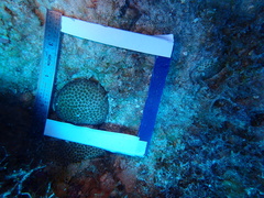 Stephanocoenia intersepta