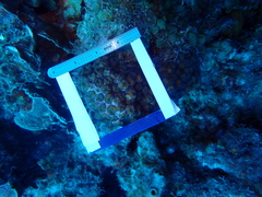 Montastraea cavernosa