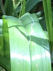 Ophiomyia kwansonis