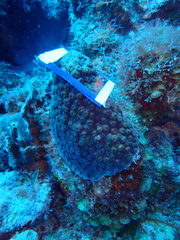 Montastraea cavernosa