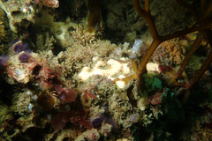 Didemnum carnulentum