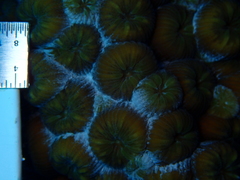 Montastraea cavernosa