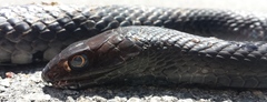 Masticophis flagellum flagellum