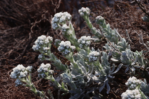 Image of Petalacte coronata by (c) Tony Rebelo, some rights reserved (CC BY-SA)