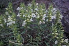 Dracocephalum multicaule