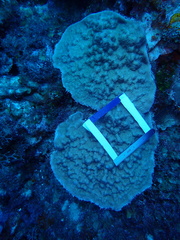 Porites astreoides