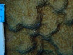 Porites astreoides