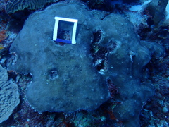 Stephanocoenia intersepta