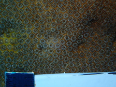 Stephanocoenia intersepta