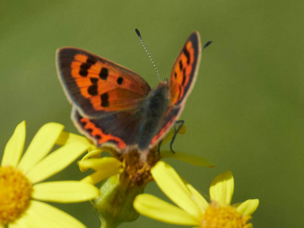 Small Copper from Rye Harbour on August 27, 2024 at 12:13 PM by ...