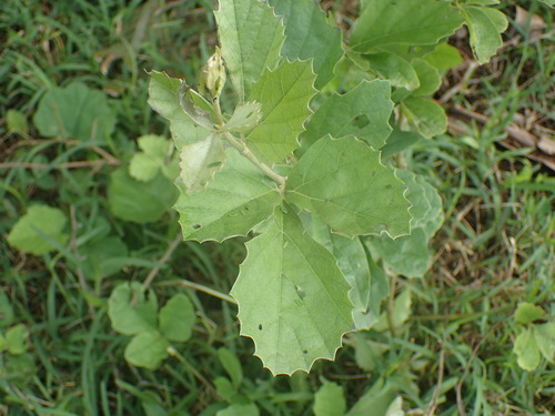 Image of Rhoicissus tridentata by (c) Mahomed Desai, some rights reserved (CC BY)