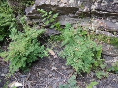 Thalictrum foetidum