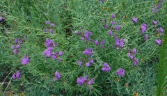 Vernonia marginata
