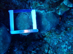 Stephanocoenia intersepta