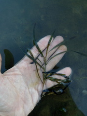 Potamogeton compressus