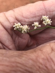 Eriogonum exaltatum