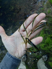 Potamogeton compressus