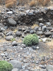 Echium acanthocarpum