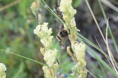 Bombus mckayi