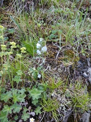 Veronica gentianoides