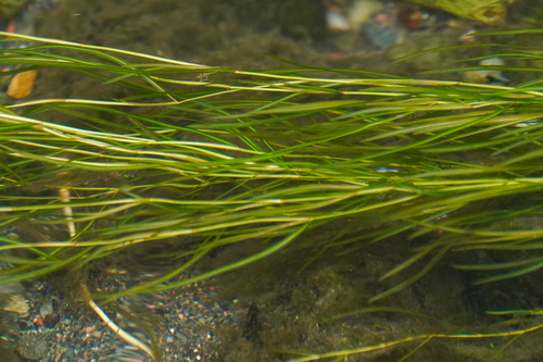 Potamogeton × orientalis iNat (2)