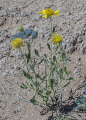 Gaillardia spathulata