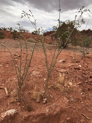 Eriogonum exaltatum