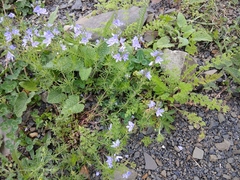 Veronica multifida
