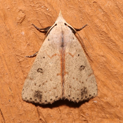 Deadwood Borer Moth photo 5