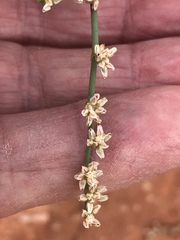 Eriogonum exaltatum