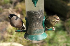 Chloris chloris