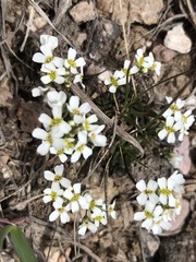 Draba subalpina
