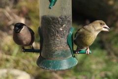Chloris chloris