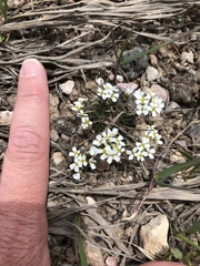 Draba subalpina