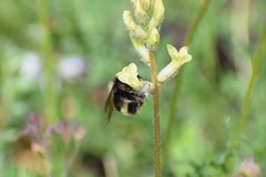 Bombus mckayi